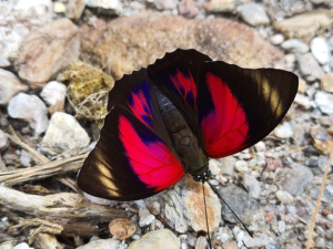 Agrias butterflies - AgriasButterflies.com