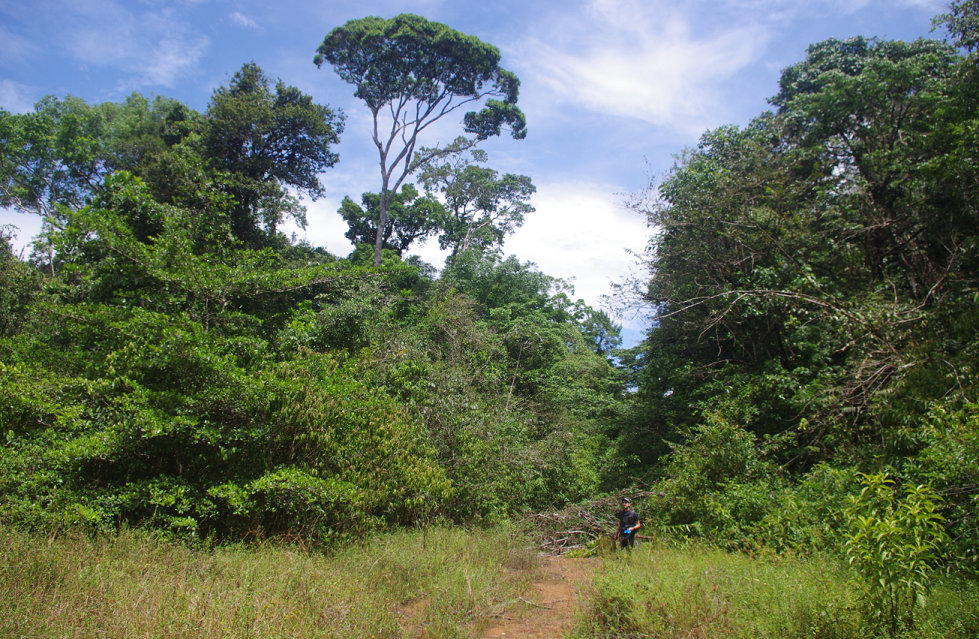 Agrias biotope in French Guiana