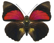 Agrias claudina from Colombia